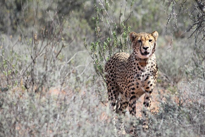 Free Roaming Cheetah Experience - Why free-roaming cheetahs make this outing different