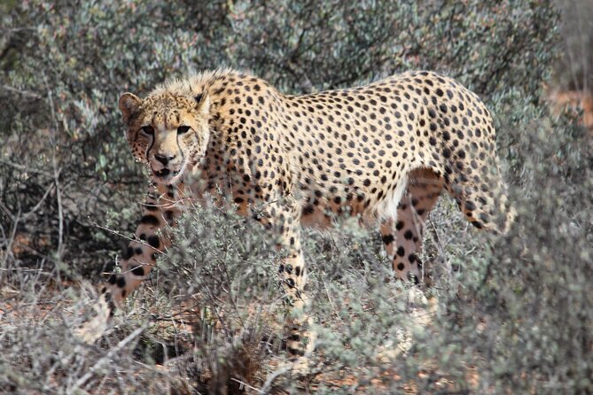 Free Roaming Cheetah Experience - Searching from the vehicle and on foot