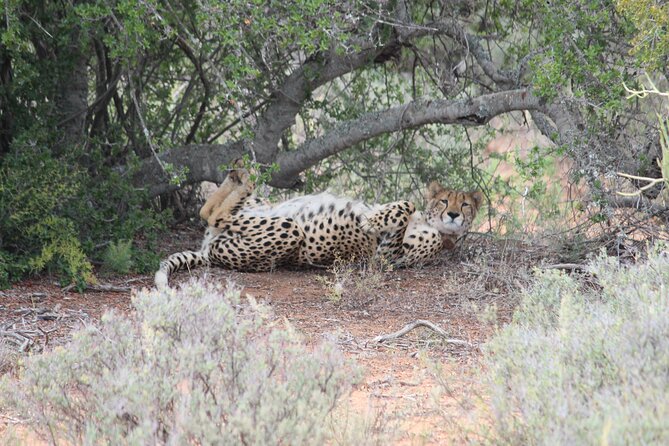 Free Roaming Cheetah Experience - The ranger is central to the experience