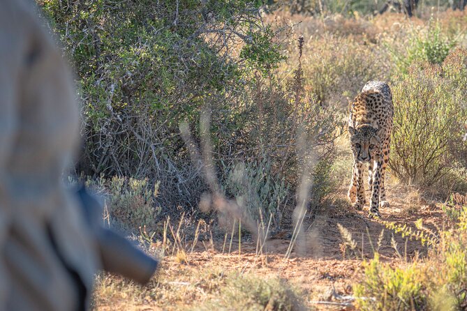 Free Roaming Cheetah Experience - What the three to four hours feel like