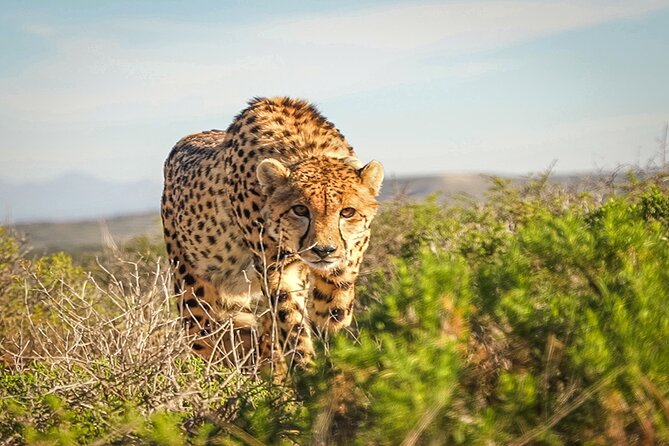 Free Roaming Cheetah Experience - Is $81.19 a fair price?