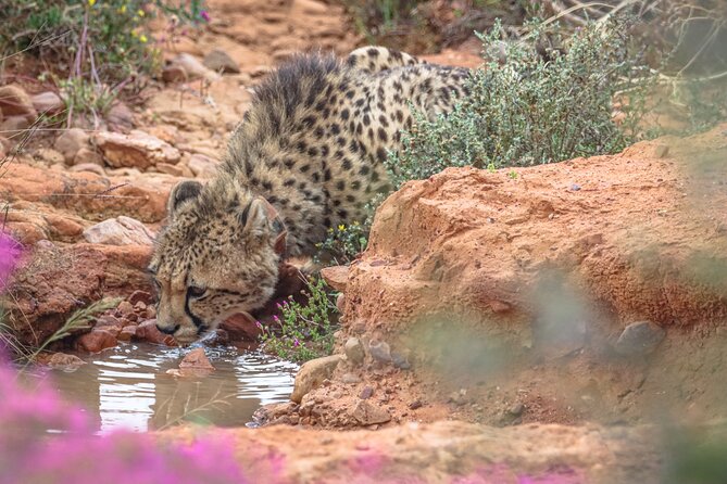 Free Roaming Cheetah Experience - A mini game drive before the cheetah search