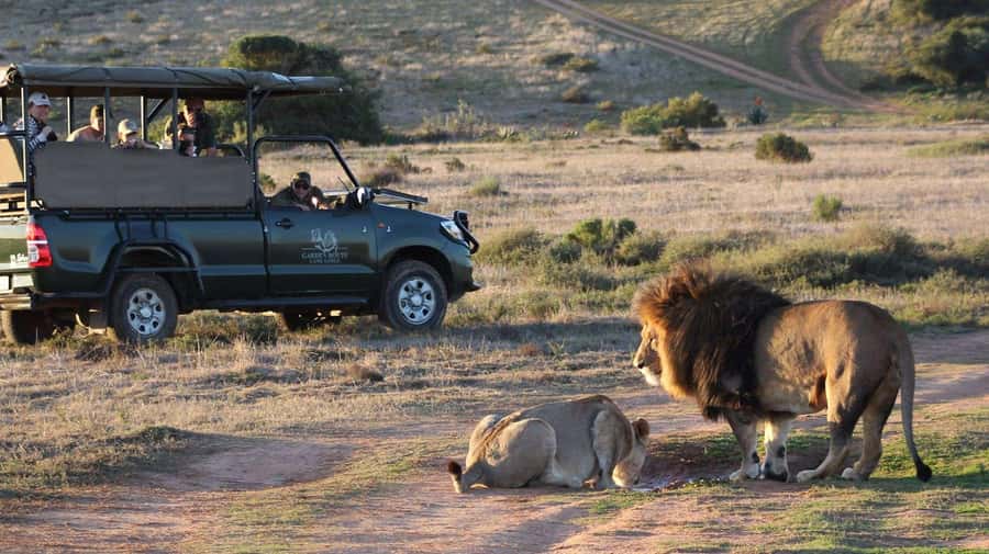 From Cape Town: 2-Day Safari at Garden Route Game Lodge - Key things to know before booking