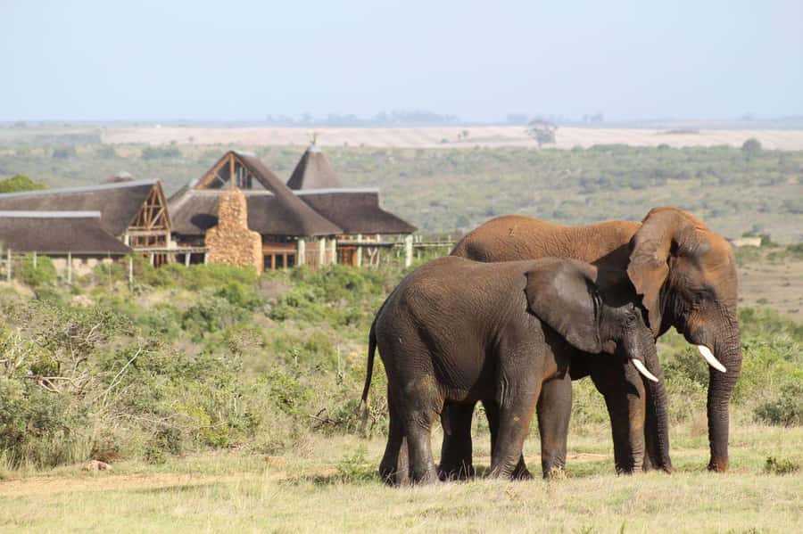 From Cape Town: 2-Day Safari at Garden Route Game Lodge - Why this short safari works from Cape Town