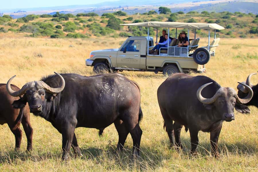 From Cape Town: 3-Day Garden Route Highlights and 4x4 Safari - Is the $417 price good value?
