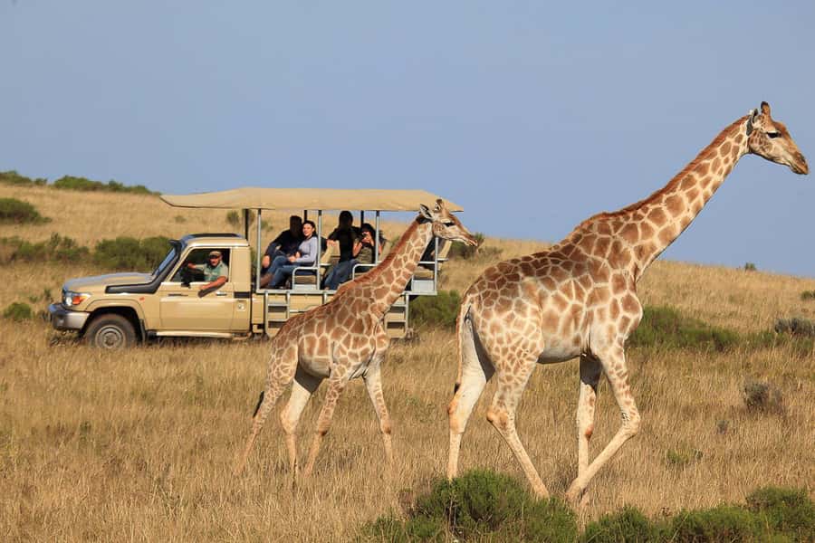 From Cape Town: 3-Day Garden Route Highlights and 4x4 Safari - Day 1: Route 62 and the Cango Caves