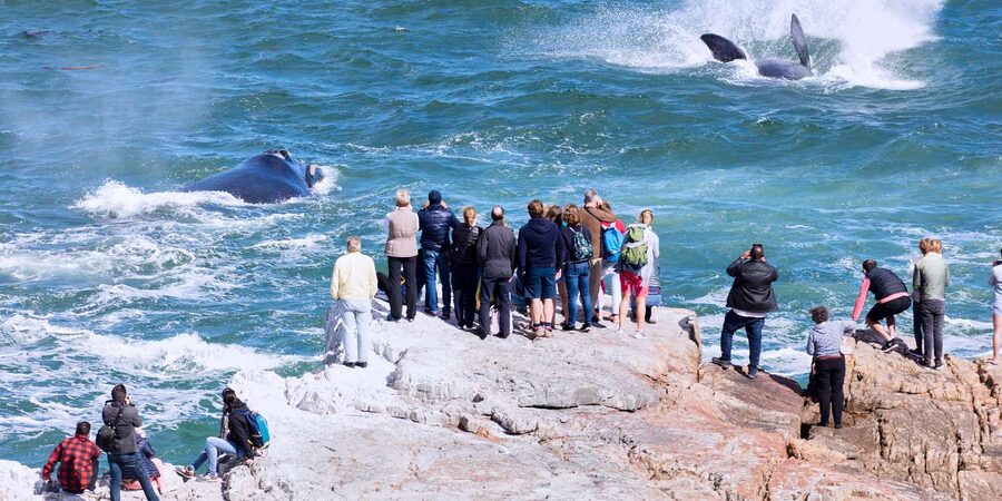 From Cape Town: 3-Day Garden Route Safari and Coastal Tour - Who should book this three-day tour?