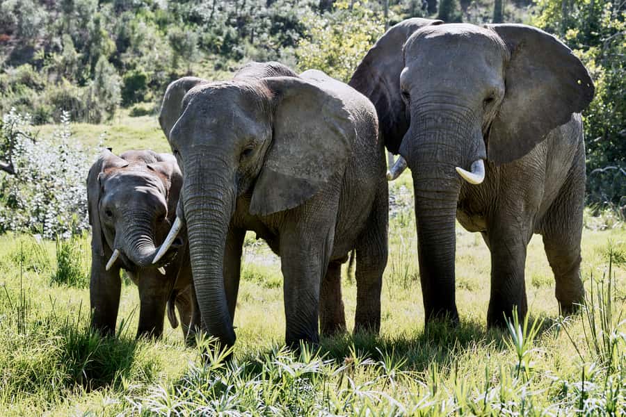 From Cape Town: 3-Day Garden Route Safari and Coastal Tour - The big picture: coast, wildlife, and wine in three days
