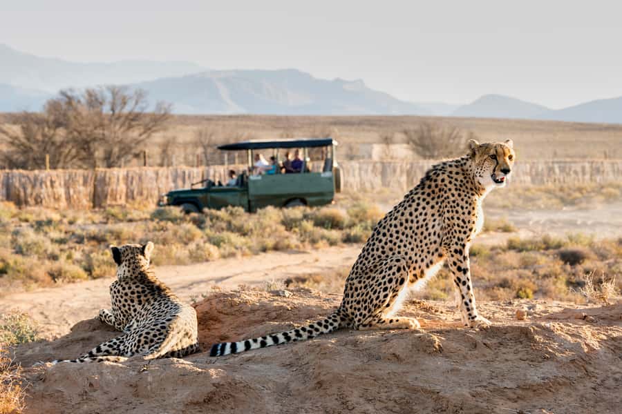 From Cape Town: 3-Day Garden Route Safari and Coastal Tour - Day two: from the Southern Tip to Garden Route Game Lodge