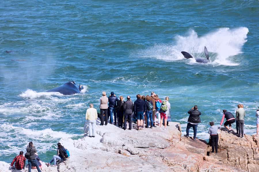 From Cape Town: 3-Day Garden Route Safari and Coastal Tour - Accommodation: two contrasting overnight stays