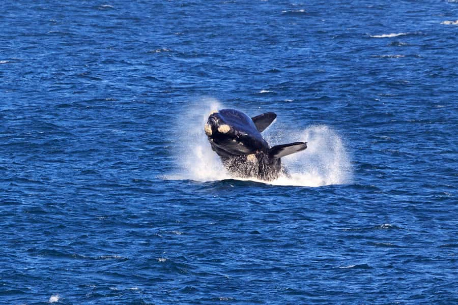 From Cape Town: 3-Day Garden Route Safari and Coastal Tour - How much driving should you expect?