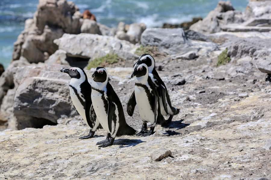 From Cape Town: 3-Day Garden Route Safari and Coastal Tour - Day one: Betty’s Bay, Hermanus, and Cape Agulhas