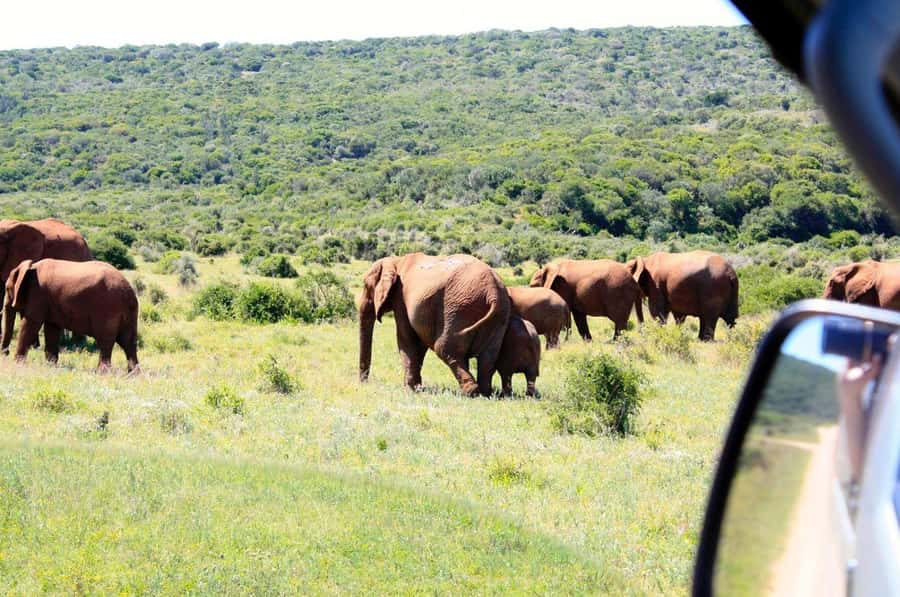 From Cape Town: 5-Day Best of Garden Route and Addo Safari - Key points at a glance
