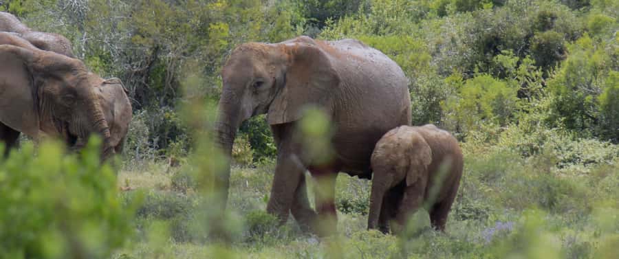 From Cape Town: 5-Day Best of Garden Route and Addo Safari - Day 3: Addo elephants and Jeffreys Bay