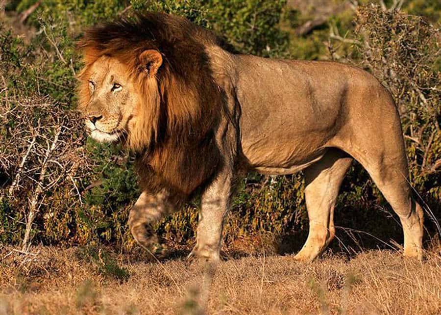 From Cape Town: 5-Day Best of Garden Route and Addo Safari - Accommodation packages and what you get for $675