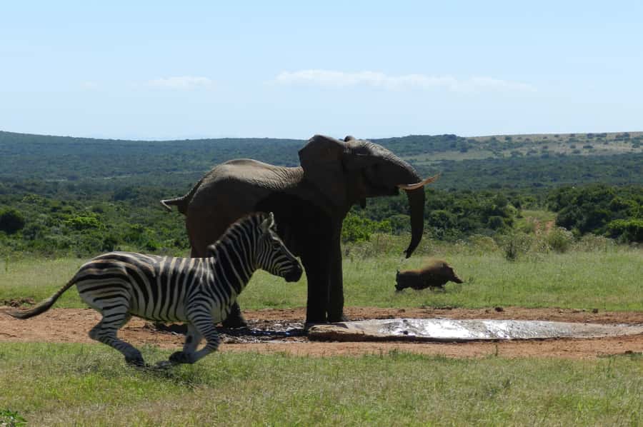 From Cape Town: 5-Day Garden Route & Addo Elephant Park Tour - Five days from Cape Town, with wildlife at the center