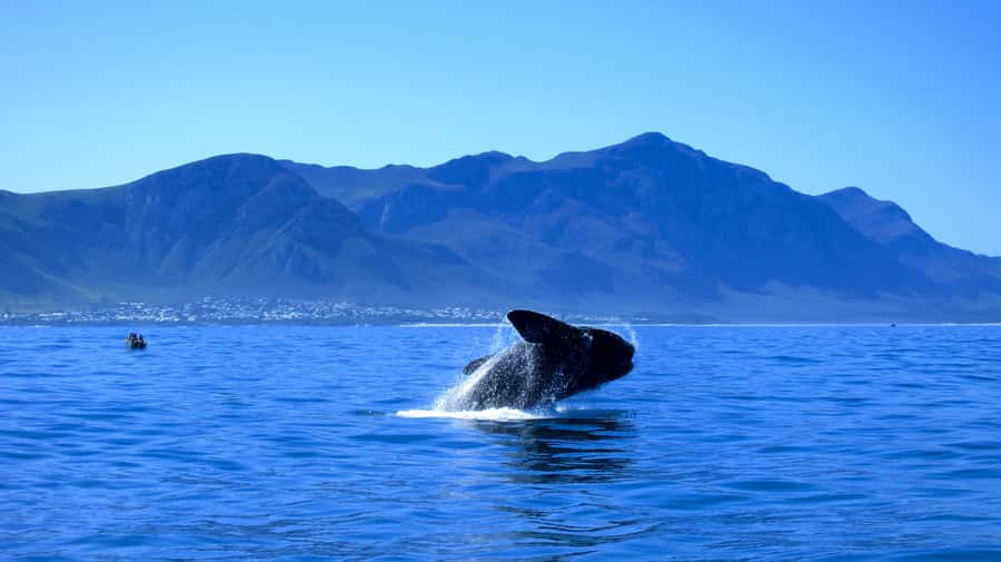 From Cape Town: 5-Day Garden Route & Addo Elephant Park Tour - Day two: From mountain roads to Knysna and Storms River