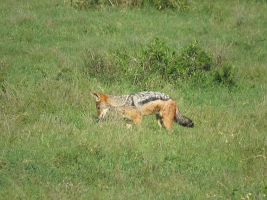 From Cape Town: 5-Day Garden Route & Addo Elephant Park Tour - Day four: Bloukrans, then a private game reserve