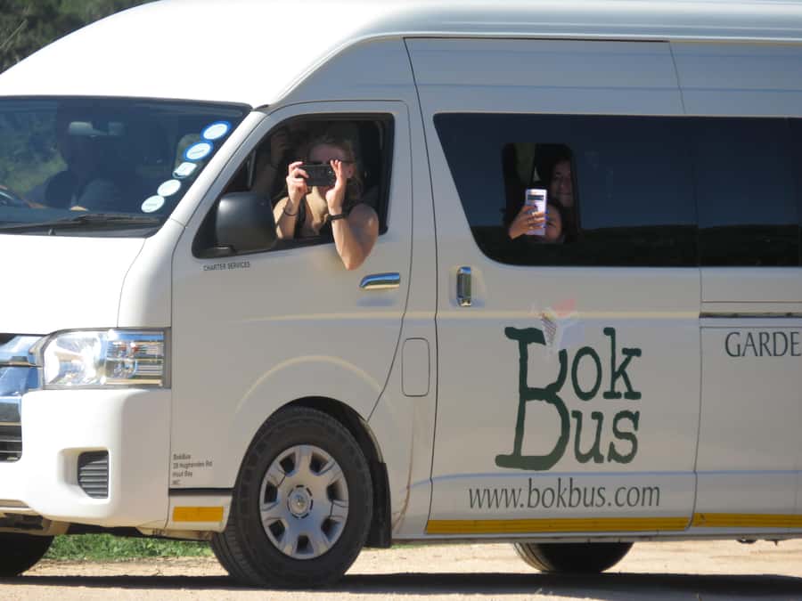 From Cape Town: 5-Day Garden Route & Addo Elephant Park Tour - The wildlife: Addo or the game lodge?