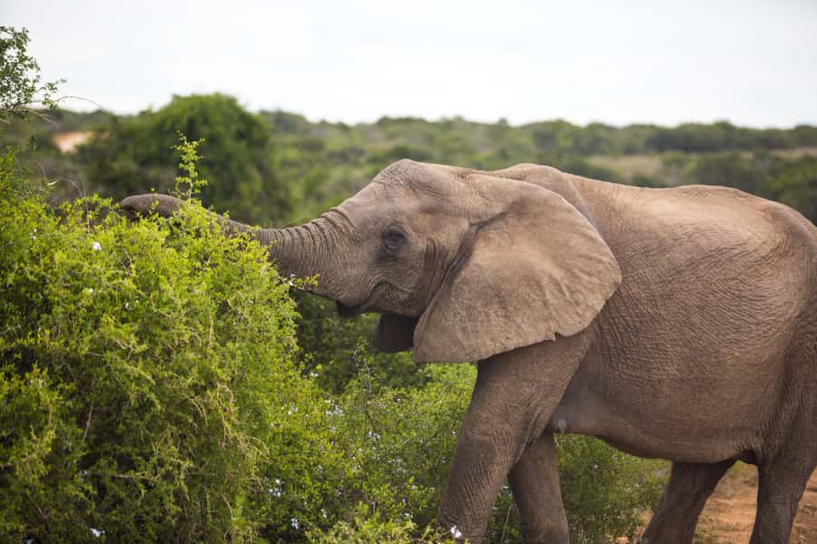 From Cape Town: 7-Day Garden Route, Addo and Winelands Combo - Day 2: Chapman’s Peak, Cape Point and Boulders Beach