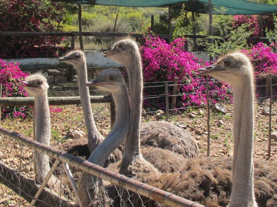 From Cape Town: 7-Day Garden Route, Addo and Winelands Combo - Day 6: Tsitsikamma, Bloukrans and Knysna