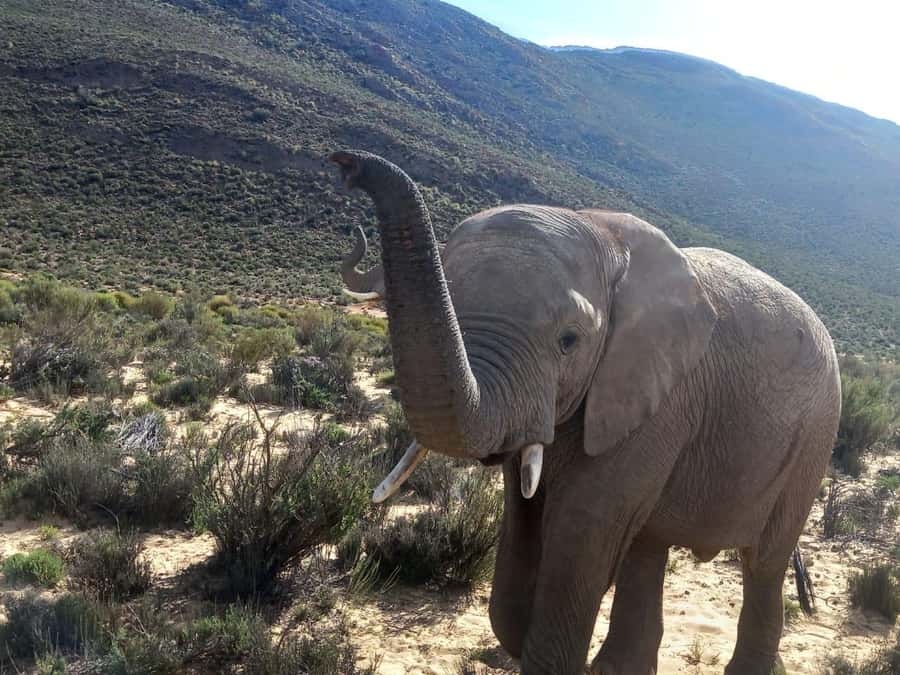 From Cape Town: Aquila Game Reserve Safari Tour with Lunch - Leaving Cape Town for Aquila Game Reserve