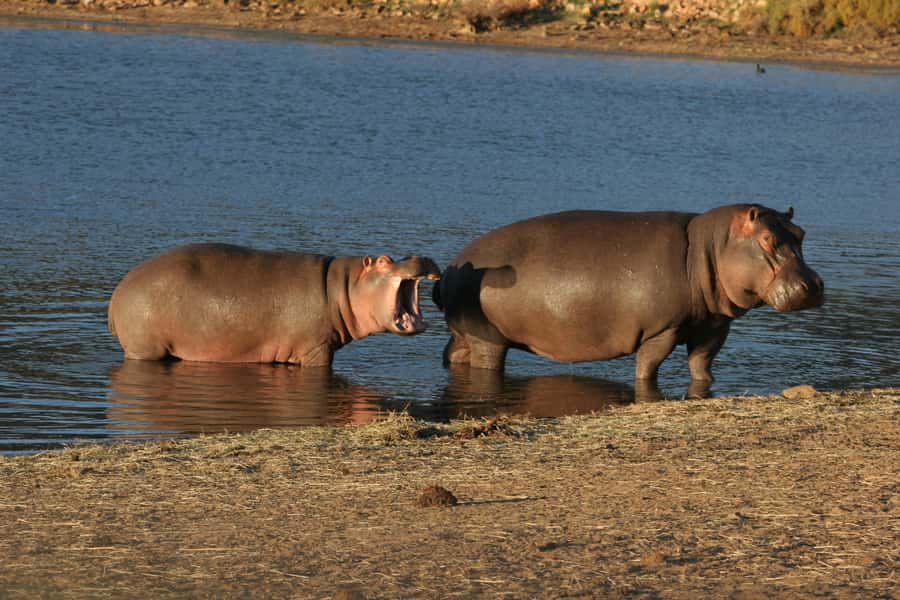 From Cape Town: Aquila Game Reserve Safari Tour with Lunch - Ranger quality can make or break the drive