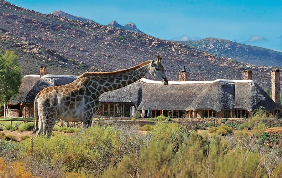 From Cape Town: Aquila Game Reserve Safari Tour with Lunch - Is $342 good value from Cape Town?