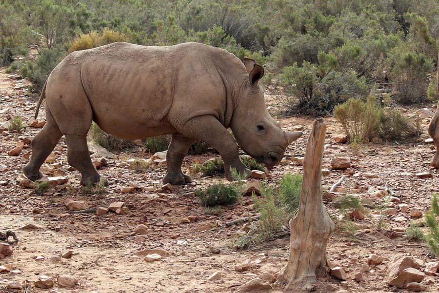 From Cape Town: Aquila Game Reserve Safari Tour with Lunch - Booking flexibility and timing