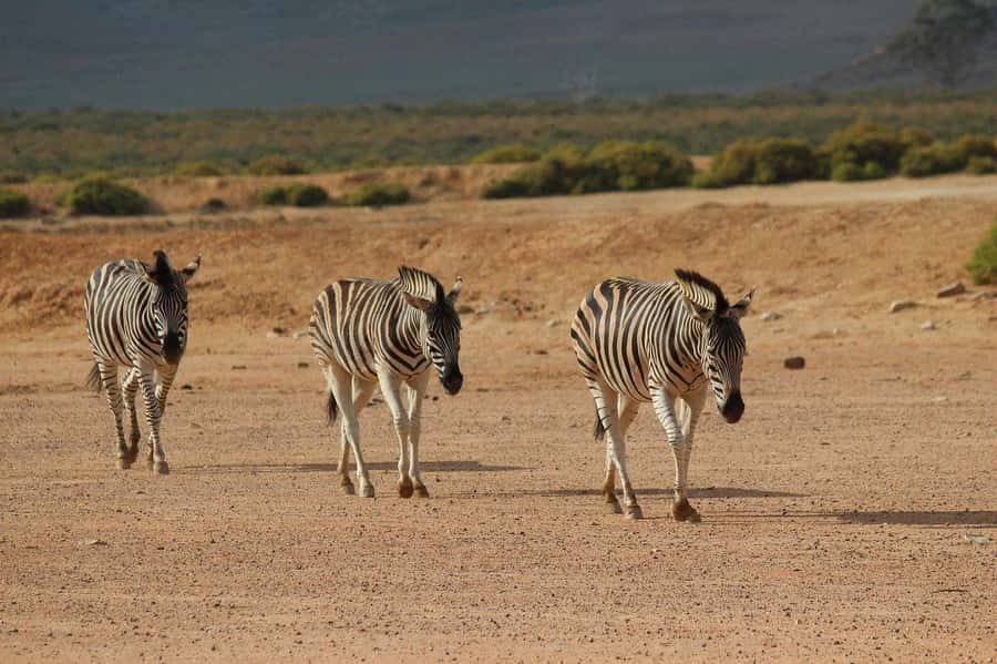 From Cape Town: Aquila Game Reserve Safari Tour with Lunch - Final call: a smart Cape Town safari with clear limits