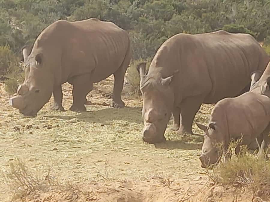 From Cape Town: Aquila Game Reserve Safari Tour with Lunch - Arriving with a welcome drink and buffet lunch