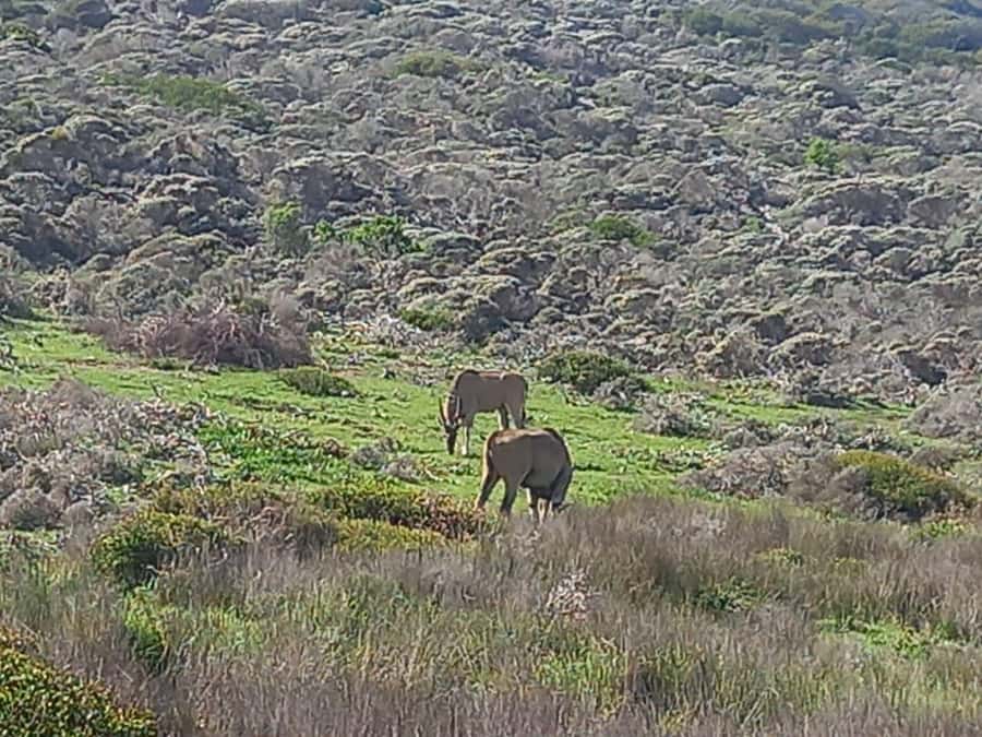 From Cape Town: Aquila Game Reserve Sunset Game Drive - Key points to know before booking