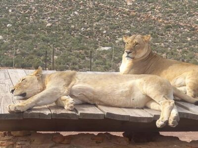 Aquila Game Reserve Sunset Game Drive