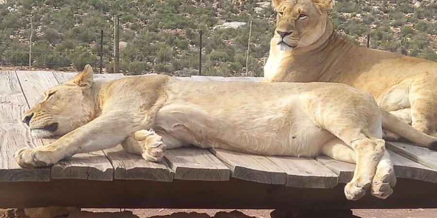 From Cape Town: Aquila Game Reserve Sunset Game Drive - How the animals compare with a wild-park safari