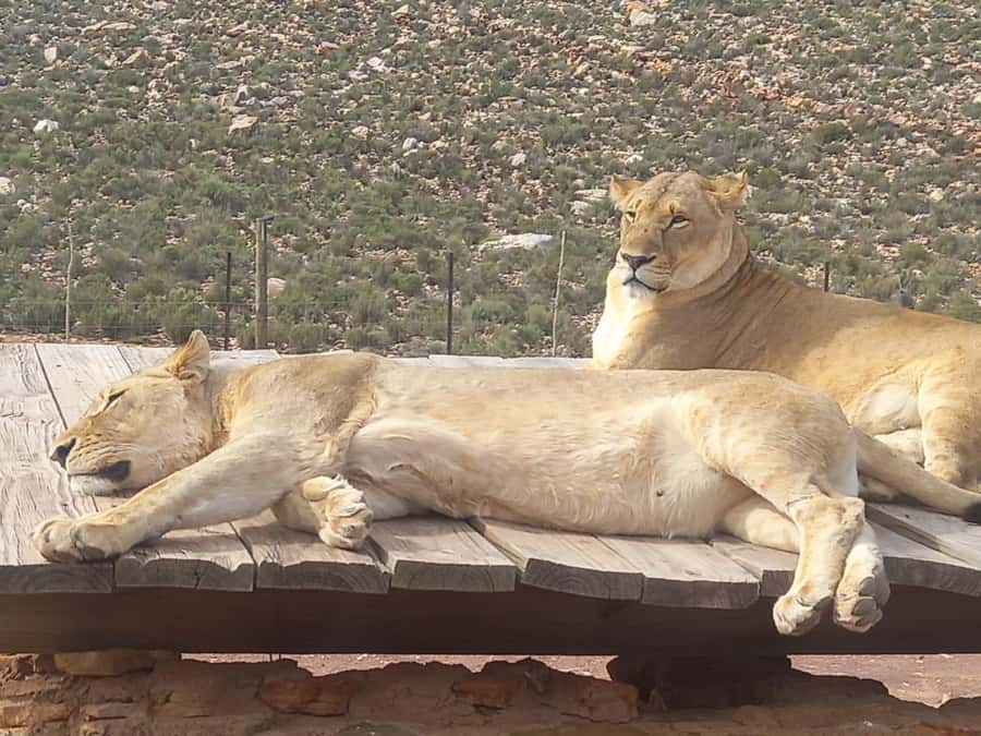 From Cape Town: Aquila Game Reserve Sunset Game Drive - Welcome drink, snacks, and time to settle in