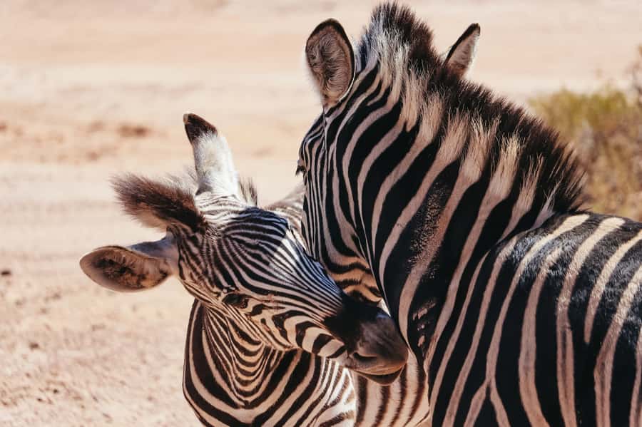 From Cape Town: Big Five Game Reserve with Lunch - A Cape Town safari without a domestic flight