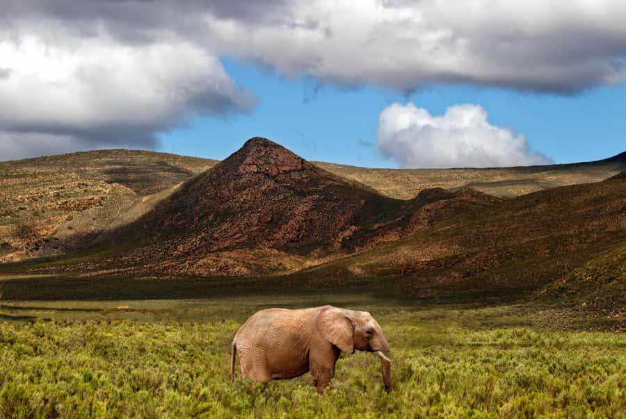 From Cape Town: Big Five Game Reserve with Lunch - Pickup from Cape Town hotels
