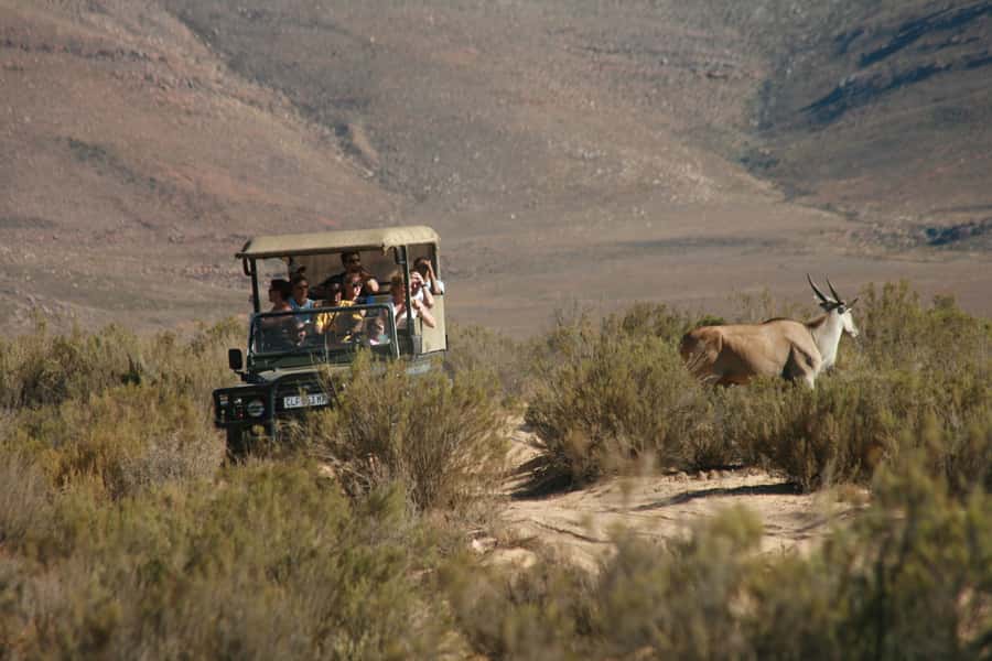 From Cape Town: Big Five Game Reserve with Lunch - Arrival at Aquila Private Nature Reserve