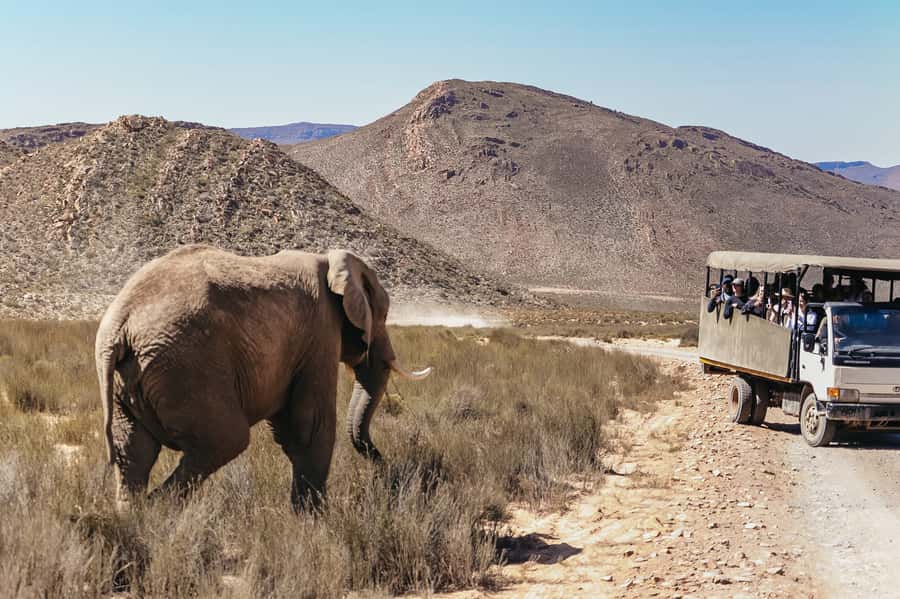 From Cape Town: Big Five Game Reserve with Lunch - A buffet lunch before the wildlife drive
