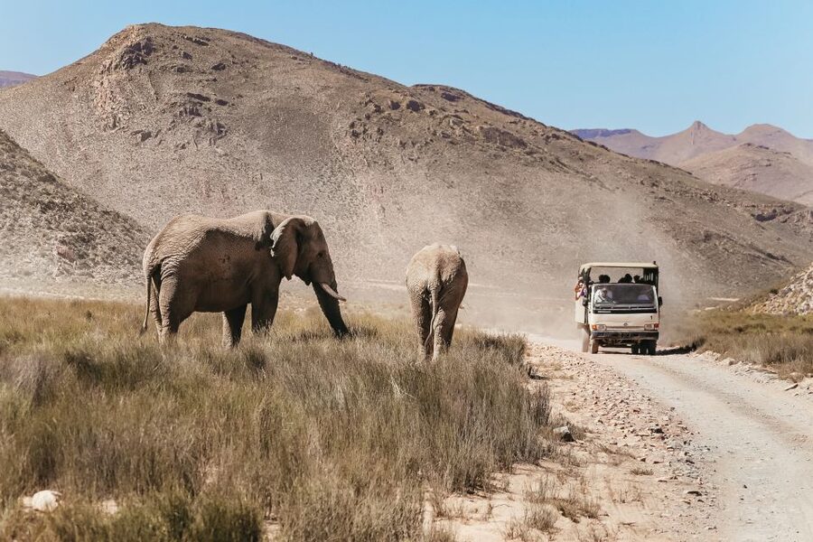 From Cape Town: Big Five Game Reserve with Lunch - Two hours in an open safari vehicle