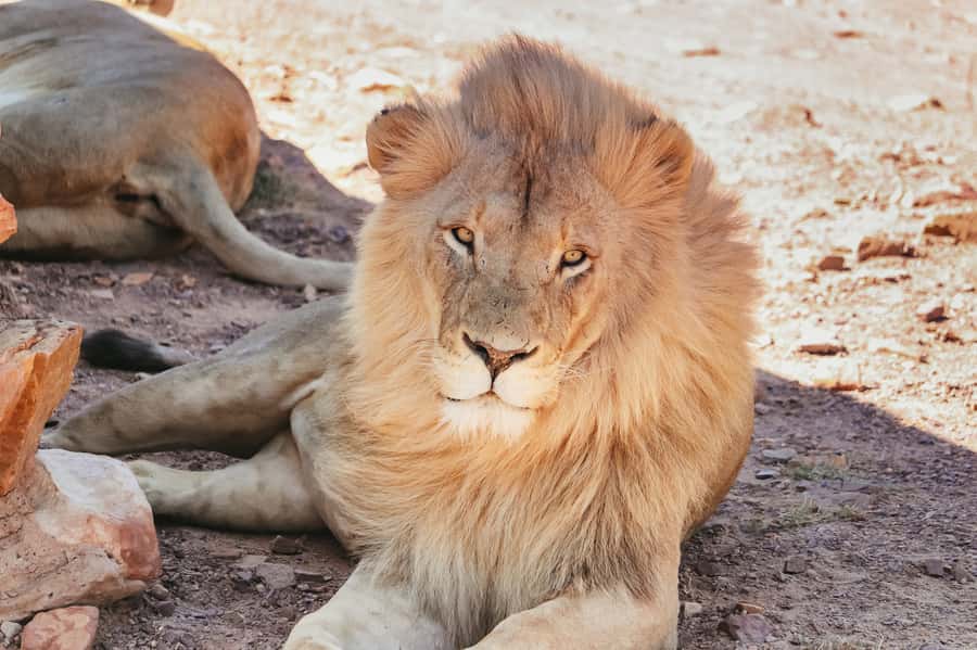 From Cape Town: Big Five Game Reserve with Lunch - Which animals can you see?