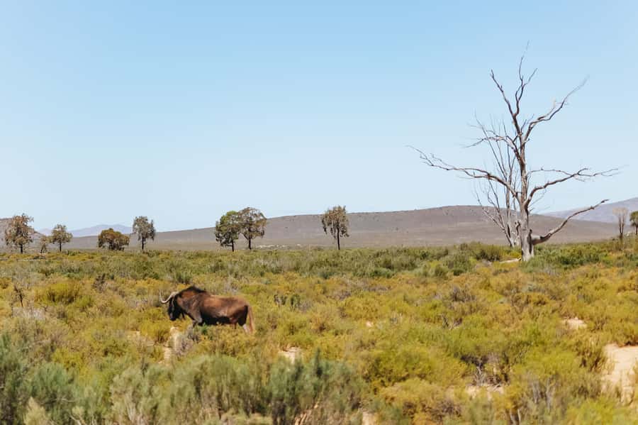 From Cape Town: Big Five Game Reserve with Lunch - How the price compares with the experience