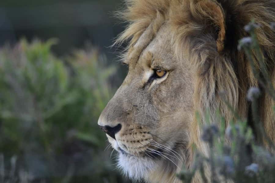 From Cape Town: Big Five Safari Experience with Lunch - Booking details that deserve attention