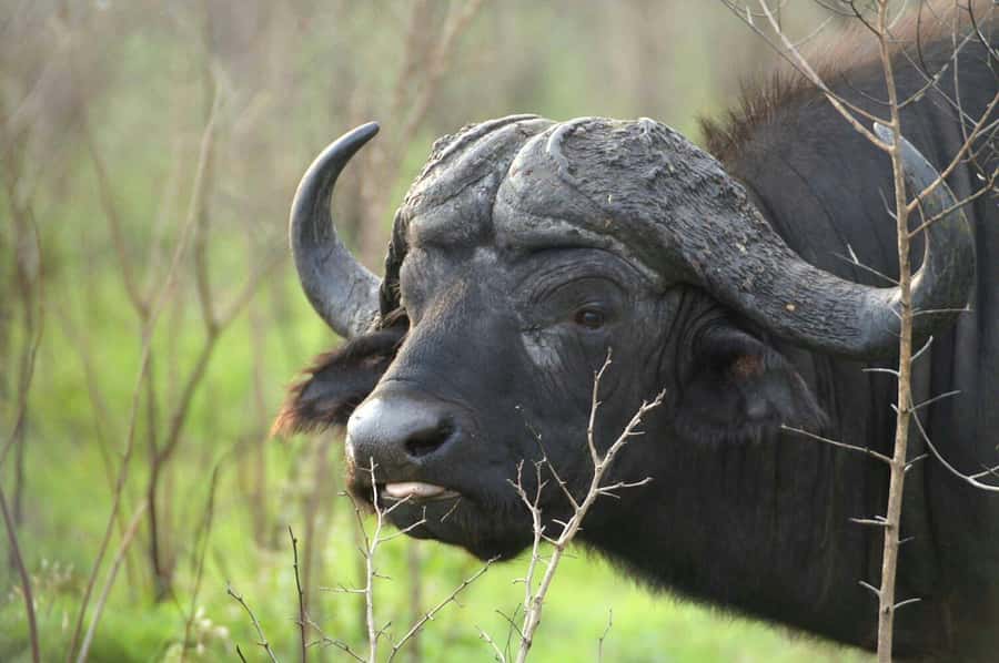 From Cape Town: Big Five Safari Experience with Lunch - A practical safari day from Cape Town