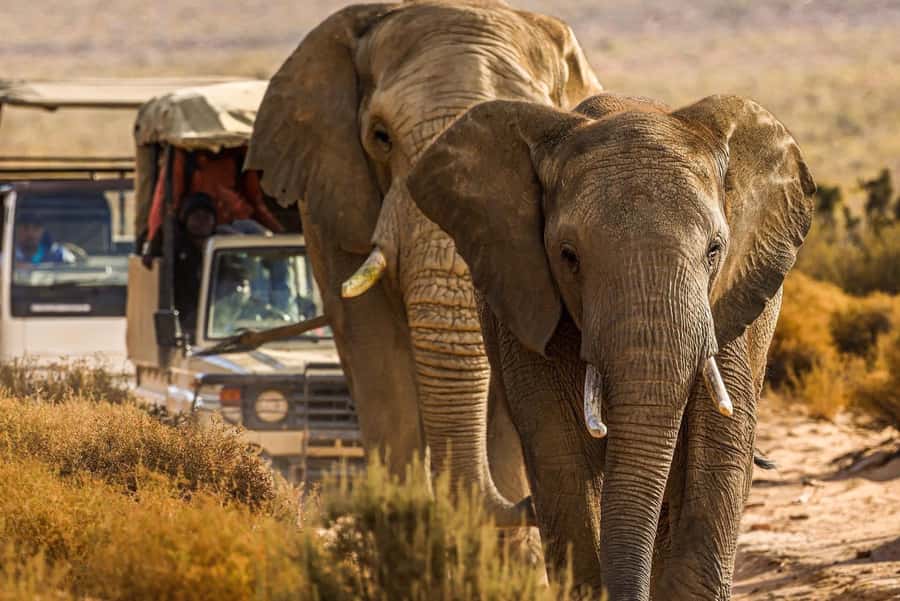 From Cape Town: Big Five Safari Experience with Lunch - The 2.5 to 3-hour game drive