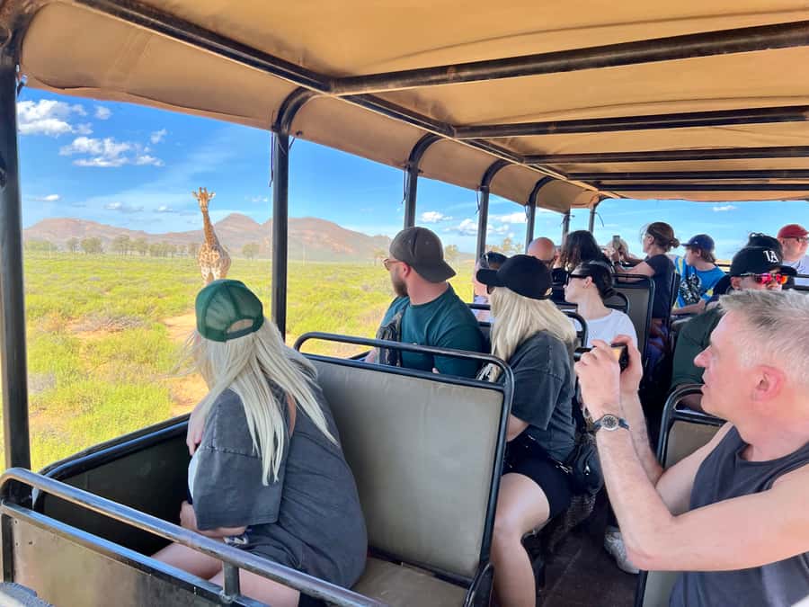 From Cape Town: Big Five Safari Experience with Lunch - Is $137 good value?