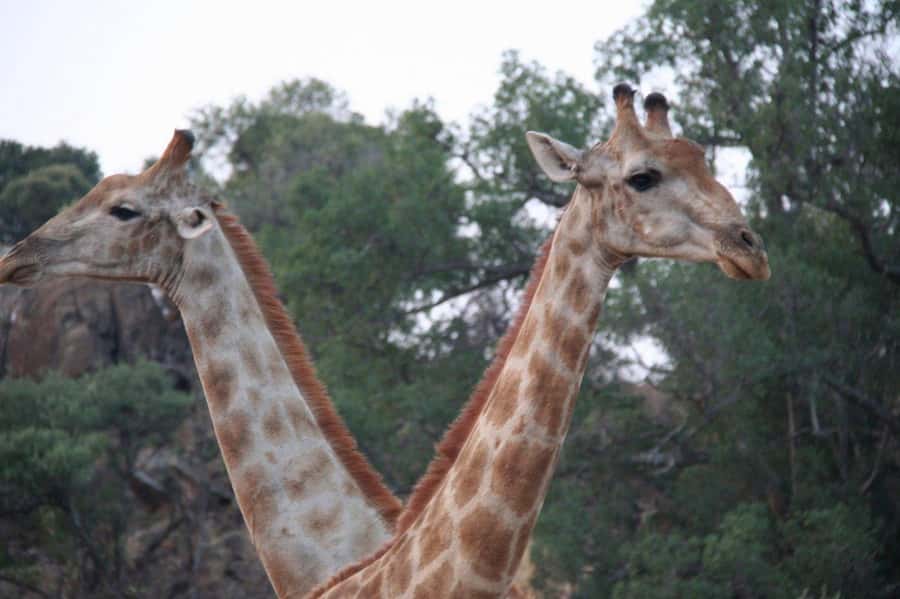 From Cape Town: Big Five Safari Experience with Lunch - Who will enjoy this safari most?