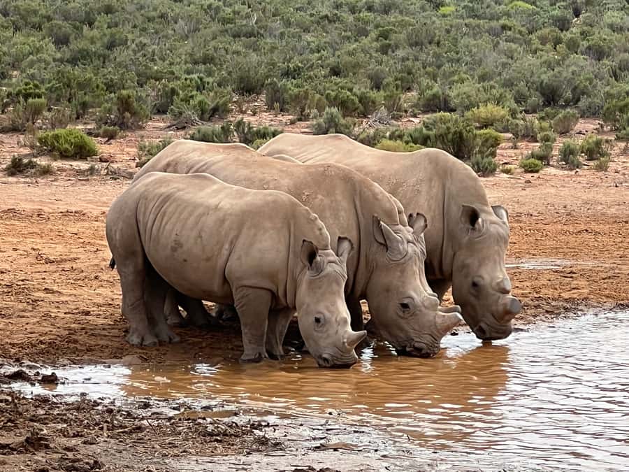 From Cape Town: Big Five Safari Experience with Lunch - Arrival, welcome drink, and the buffet lunch