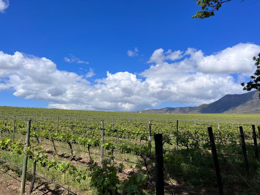 From Cape Town: Cape Agulhas, Penguins, Wine Tasting Tour - How the guides shape the day