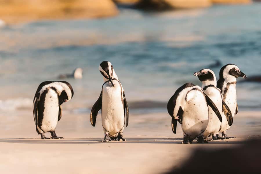 From Cape Town: Cape Agulhas, Penguins, Wine Tasting Tour - Stony Point and the African penguins